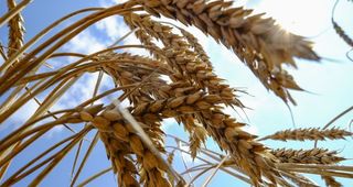 Trigo amplía caída, soja se mantiene firme por demanda de exportaciones