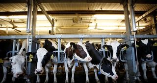 U.S. requests second dispute settlement panel on Canadian dairy quotas under USMCA
