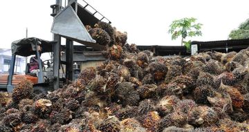 Malaysias Palmölvorräte für Ende 2021 werden voraussichtlich zum dritten Mal in Folge sinken