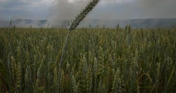 Ukrainian wheat finding its way onto market - Aryzta CEO