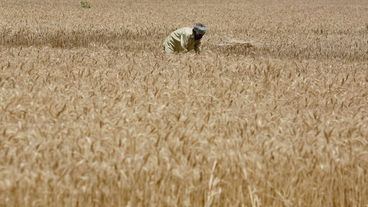 India raises wheat output estimate but local prices surge