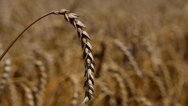 Oekraïne werkt aan vrijlating van vastgehouden lading tarwe voor Egypte