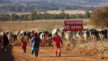 S.África suspende el movimiento de ganado para controlar la fiebre aftosa