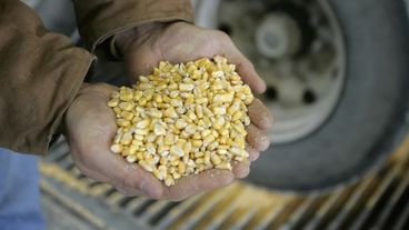 Maíz, trigo y soja caen afectados por China, Ucrania y el clima