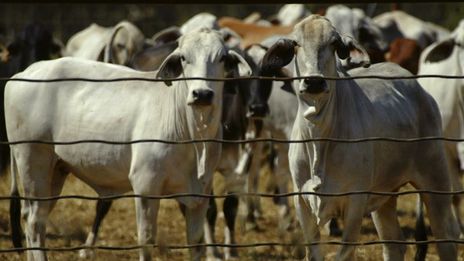 Indonesia reanudará las importaciones de ganado vivo de Australia - gobierno