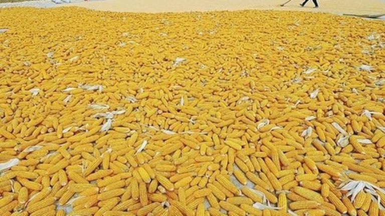 Materias primas: La soja y el maíz caen gracias a los prometedores informes sobre las primeras cosechas