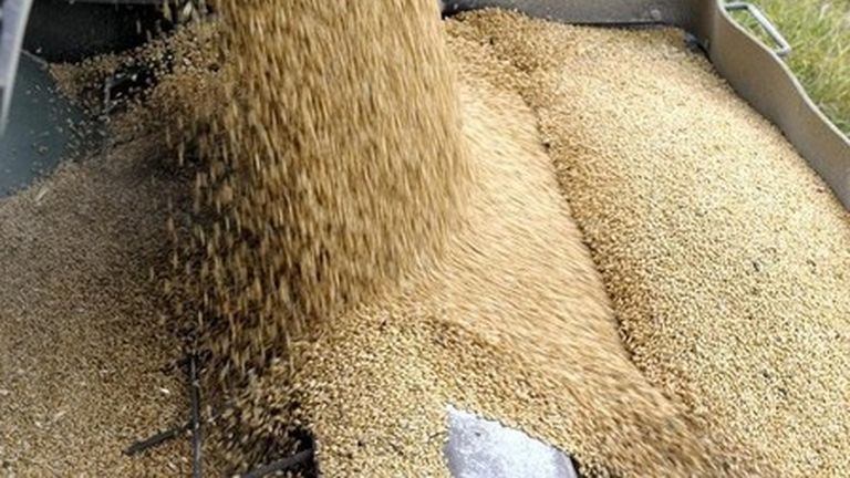 El trigo cae a pesar del incidente del barco en el Mar Negro, la gran cosecha rusa en el punto de mira