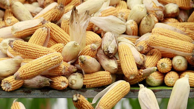 Le blé rebondit après avoir atteint son plus bas niveau depuis 2 ans et demi ; les contrats à terme sur le maïs et le soja limitent leurs pertes