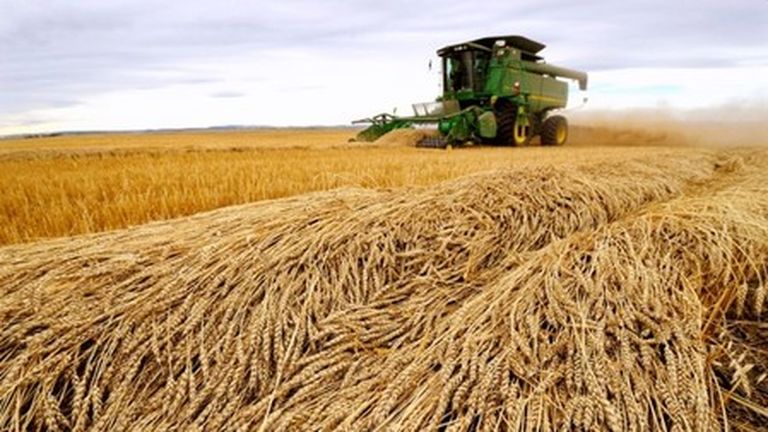 US corn, soybean futures sag on demand woes; wheat firm