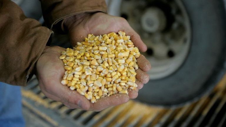 EEUU sube previsión sobre cosecha de maíz, mantiene cálculo para soja 2021/2022