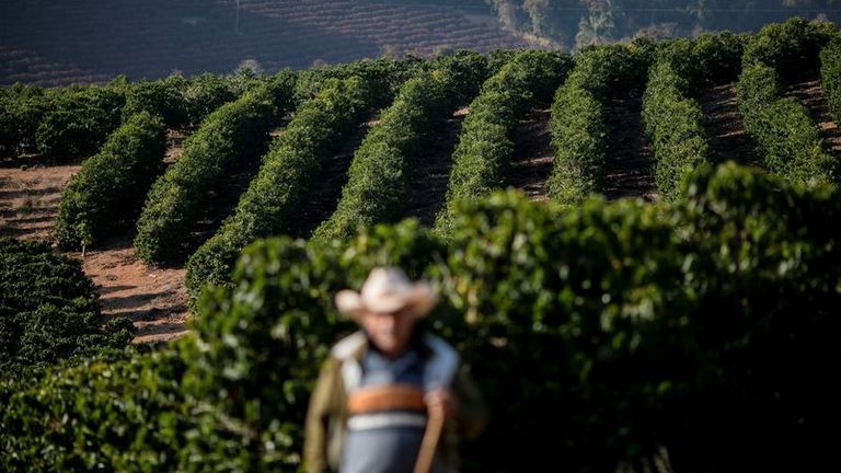 Exportaciones mundiales de café verde caen un 7,7% en diciembre, según la OIC