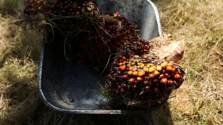 La Malaisie reproche à la législation européenne sur la déforestation de bloquer l'accès au marché de l'huile de palme