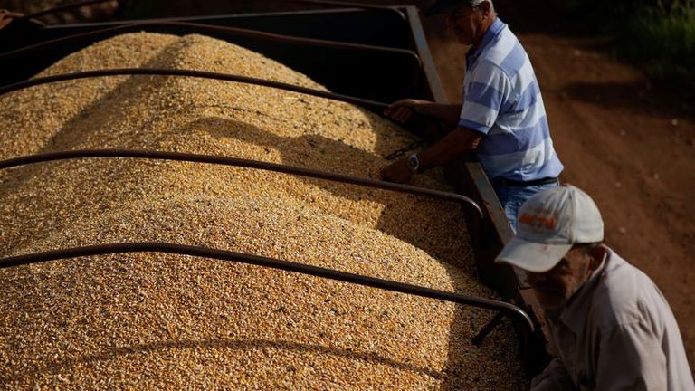 Demanda china de maíz brasileño preocupa a los procesadores de carne, dice grupo de presión
