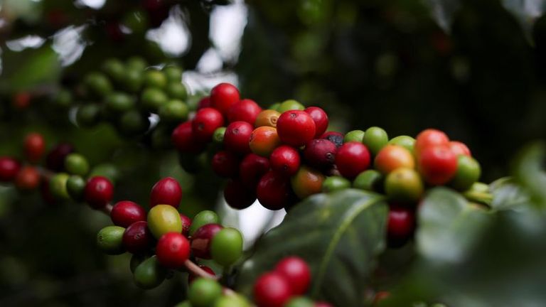 Exclusif - Les défauts de paiement du café brésilien augmentent pour la deuxième année consécutive