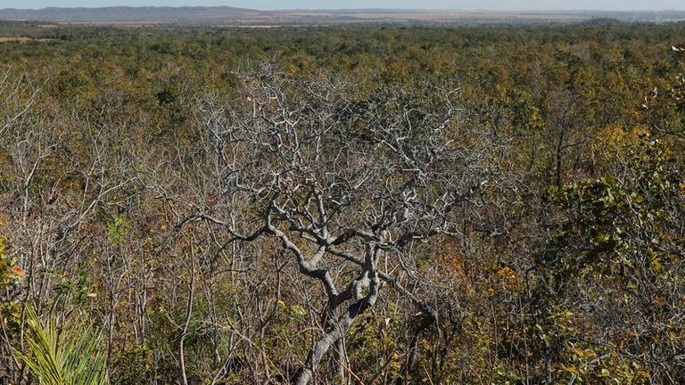 Braziliaanse CBA, Reservas Votorantim geven eerste koolstofkredieten uit Cerrado-bioom uit