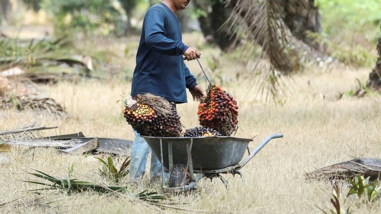 Les stocks d'huile de palme de fin août en Malaisie atteignent leur plus haut niveau depuis 33 mois