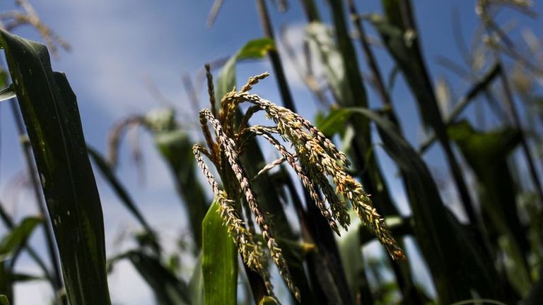 Rohstoffe im Überblick :  USDA erwartet einen deutlichen Anstieg der Getreideproduktion in den USA