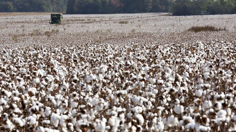 Il cotone scivola sulla doppietta dell'USDA :  bassa domanda e alta visione dei raccolti USA