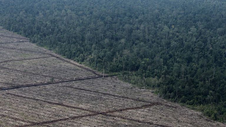 UE-Accord pour interdire l'importation de produits liés à la déforestation