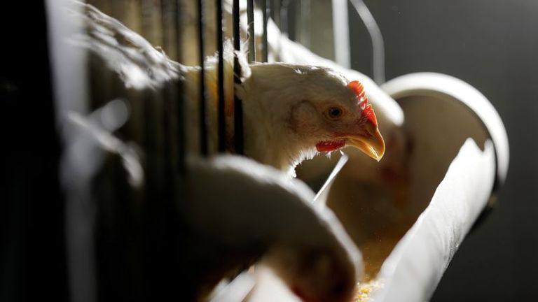Brasil, libre de gripe aviar pero en alerta por brotes en cinco países sudamericanos :  ABPA