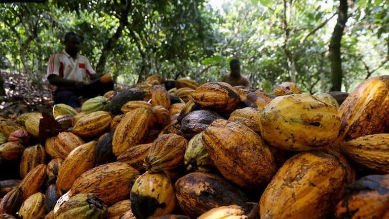 Kakaoankünfte aus der Elfenbeinküste brechen wegen unregelmäßiger Regenfälle ein