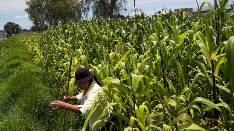 Explainer-What is the US-Mexico GM corn dispute about?