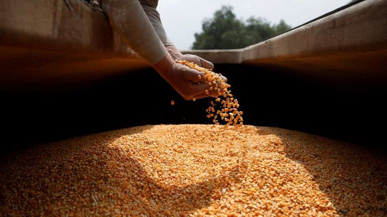 Mexico to fight US dispute over GM corn after formal consultations fail