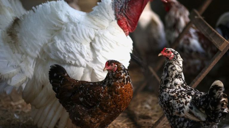 Brazil poultry lobby sees little risk of nationwide export ban over bird flu
