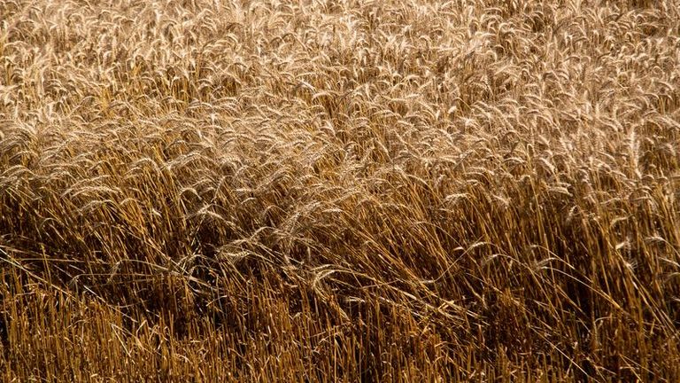 El maíz cae y el trigo marca un nuevo mínimo a la espera del informe del USDA