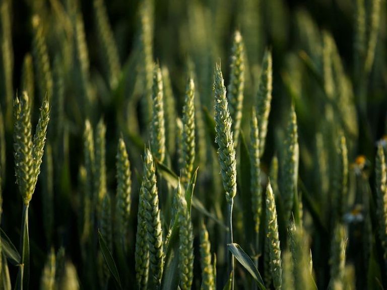 Rohstoff-Überblick :  Kiew und Moskau verlängern Getreideexportabkommen