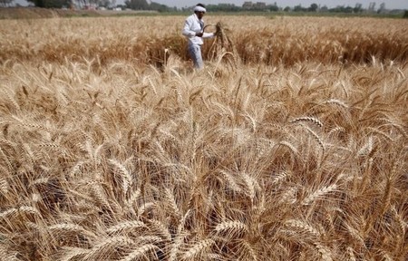 Wheat rises 1%, floods in Brazil limit decline in soybean prices