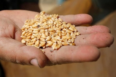 Wheat rises 1% due to global supply issues, while flooding in Brazil supports soybean prices.