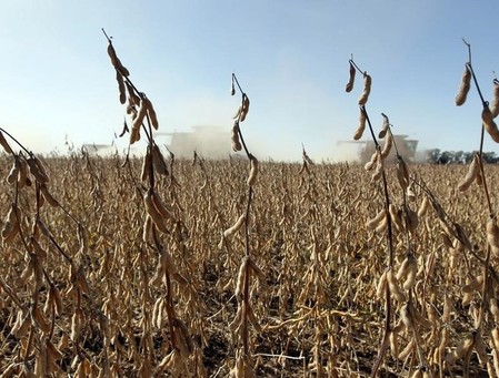 Corn, soy higher on US weather worries, macroeconomic optimism