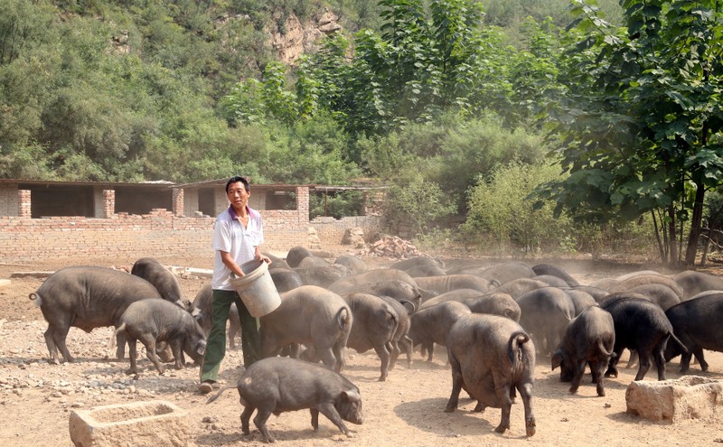 Worker feeds pigs at a farm in Xibaishan village in Hebei
