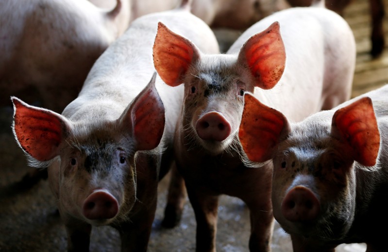 Pigs are seen standing in a pen at a farm in Carambei