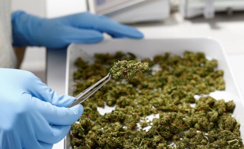 ARCHIV: Eine Cannabisprobe in einem Labor in Neumarkt, Deutschland, 9. Februar 2018. REUTERS/Michaela Rehle