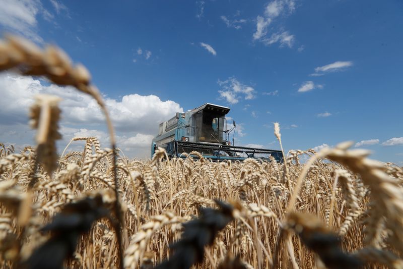 Imagen de archivo de una máquina cosechando trigo en un campo cercano a Hrebeni, enm la región de Kiev, Ucrania.