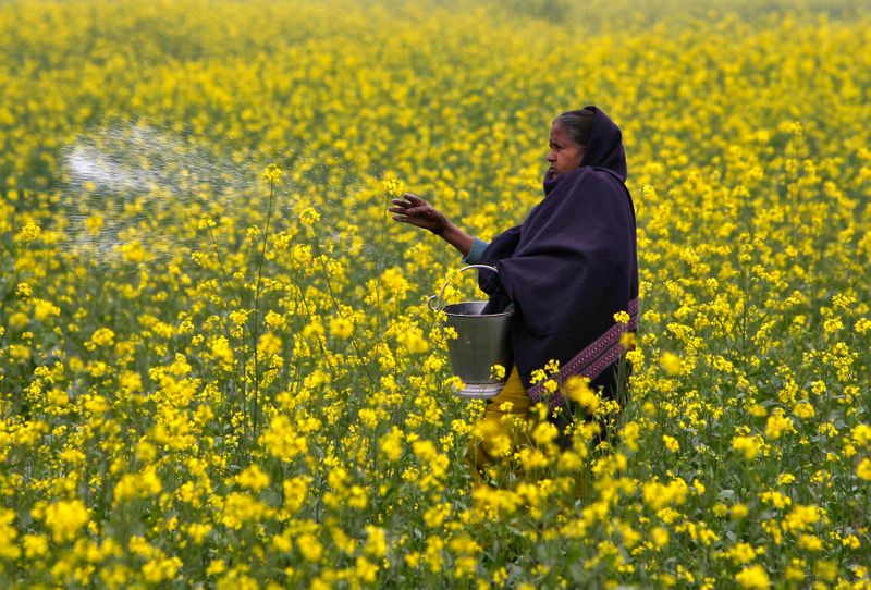 A farmer casts urea on her mustard field in the northern Indian city of Allahabad
