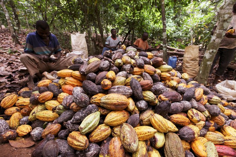 FILE PHOTO: Farmers sit by a pile of cocoa pods at a farm in San Pedro