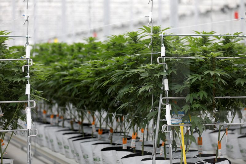 FILE PHOTO: Cannabis plants grow inside Tilray factory hothouse in Cantanhede