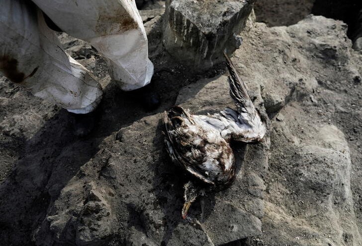 IMAGEN DE ARCHIVO. Un trabajador se para cerca de un ave marina muerta mientras él y sus colegas limpian un derrame de petróleo causado por olas anormales, provocadas por una erupción volcánica submarina masiva en Tonga, frente a la costa de Lima, en