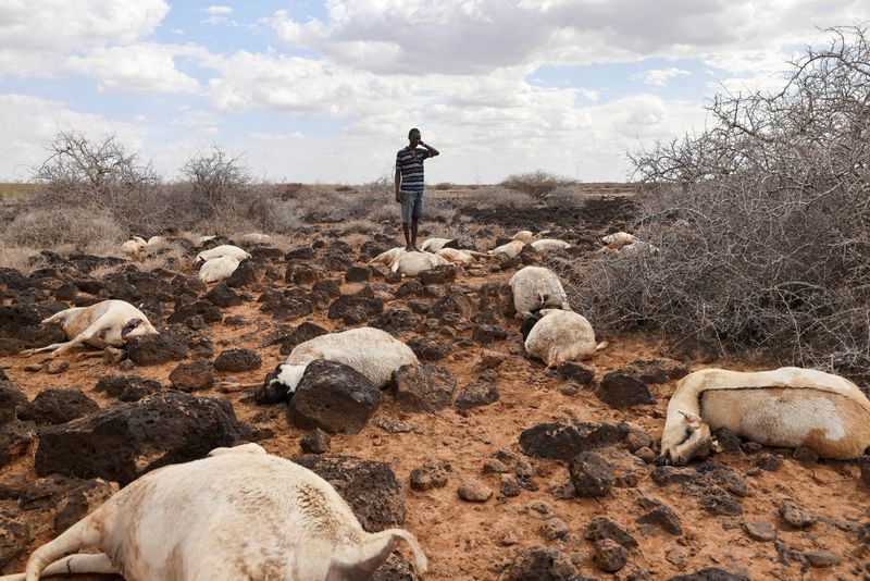 A nomad herder stands next to the corpses of his livestock, near North Horr, Marsabit county