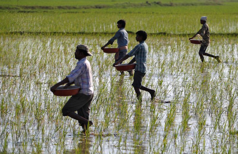 Farmers sprinkle fertilizers on a paddy field on the outskirts of Ahmedabad