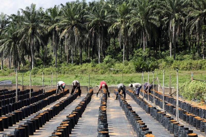FILE PHOTO: Workers plant oil palm seeds at a plantation in Slim River
