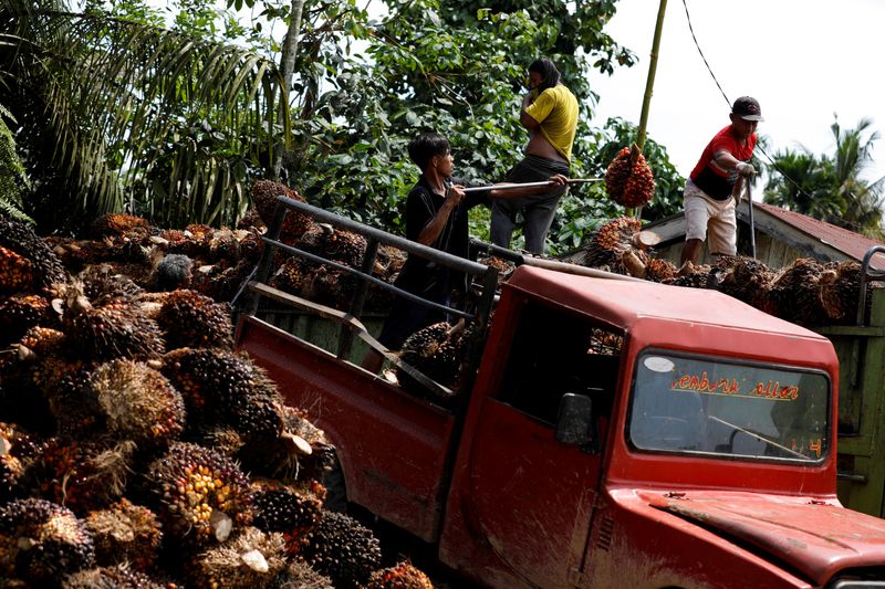 FILE PHOTO: Workers load palm oil fresh fruit bunches to be transported from the collector site to CPO factories in Pekanbaru, Riau province, Indonesia