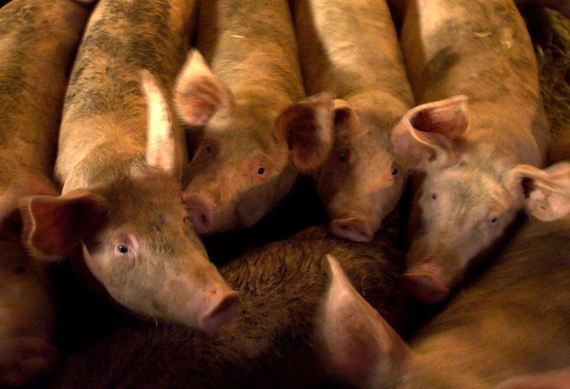 FILE PHOTO: PIGS ON A CAMBRIDGESHIRE FARM SNUFFLE FOR FEED.