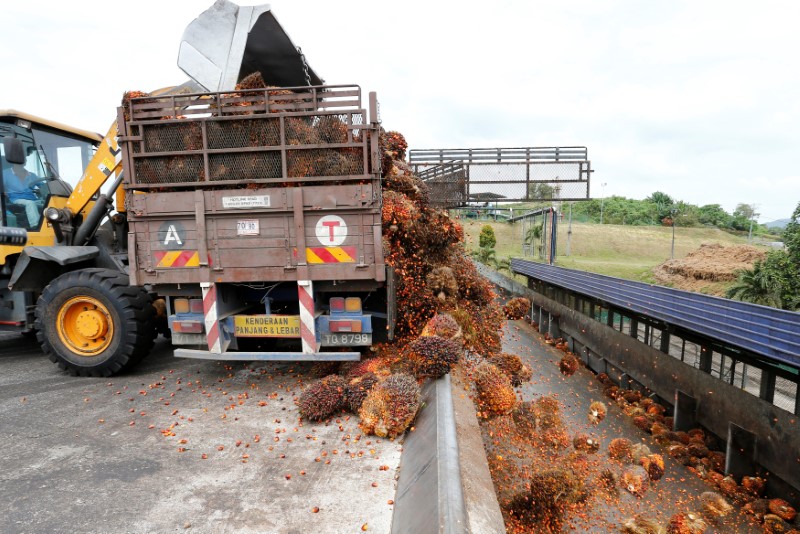 FILE PHOTO: A worker unloads palm oil fruit bunches from a lorry inside a palm oil mill in Bahau, Negeri Sembilan