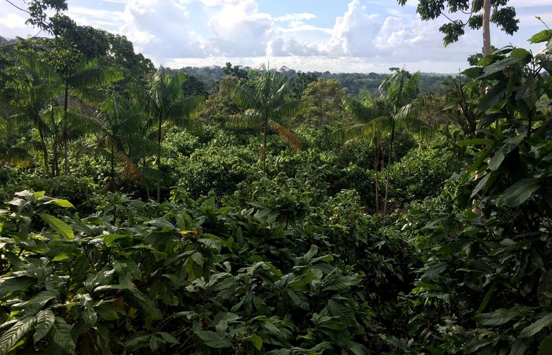 FILE PHOTO: A view of a sustainable cocoa plantation in a farm in Medicilandia