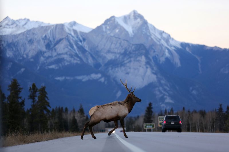 FILE PHOTO: A male elk crosses the Yellowhead Highway in Jasper National Park, Alberta