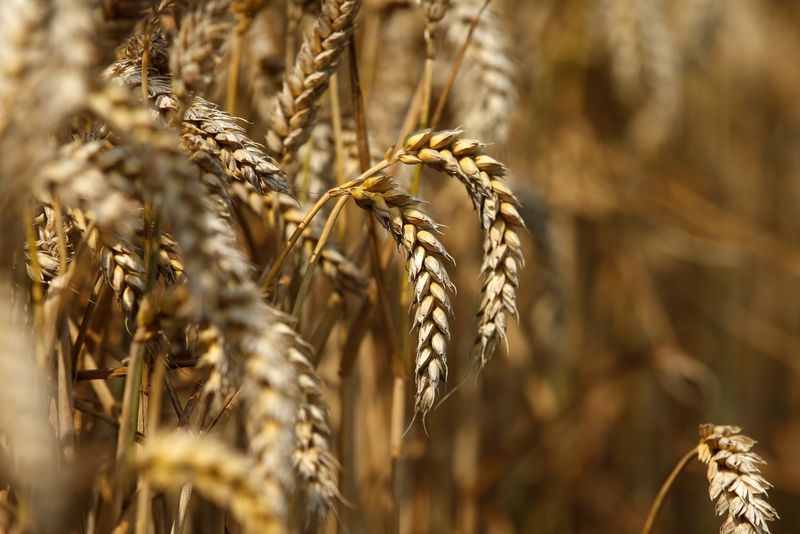 Imagen de archivo de un campo de trigo sin cosechar en Beaucamps-le-Vieux, en el norte de Francia